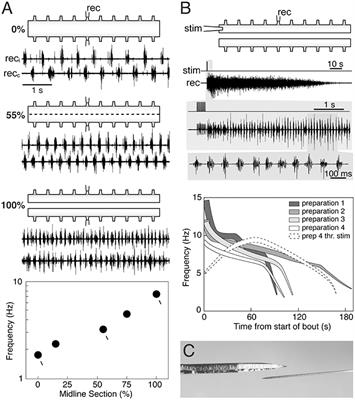 Commentary: Elimination of Left-Right Reciprocal Coupling in the Adult Lamprey Spinal Cord Abolishes the Generation of Locomotor Activity